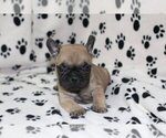 Small Photo #3 French Bulldog Puppy For Sale in PALOS VERDES ESTATES, CA, USA