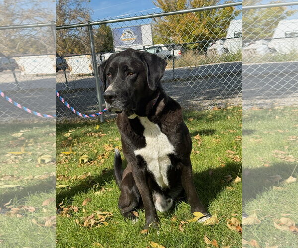 Medium Photo #2 Mutt Puppy For Sale in Emmett, ID, USA