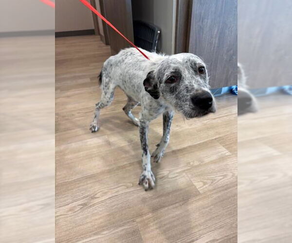 Medium Photo #1 Mutt Puppy For Sale in Pearland, TX, USA