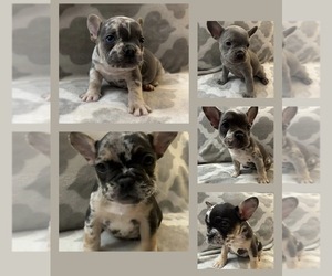 French Bulldog Puppy for sale in MIDDLEBURY, IN, USA