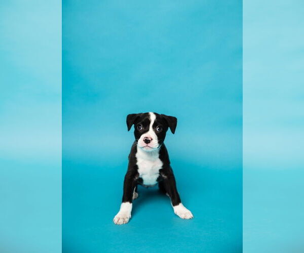 Medium Photo #2 Mutt Puppy For Sale in Oakland Park , FL, USA