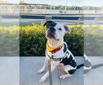 Small Photo #6 Mutt Puppy For Sale in Evansville, IN, USA