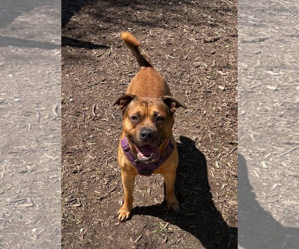 Medium Photo #2 Mutt Puppy For Sale in Martinsburg, WV, USA