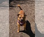 Small #1 Mutt