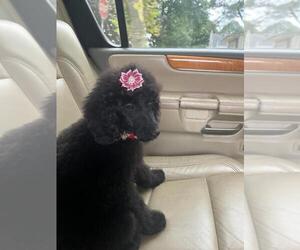Poodle (Miniature) Puppy for sale in FREEPORT, NY, USA