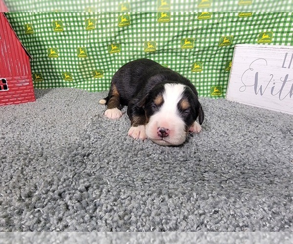 Medium Photo #9 Bernese Mountain Dog Puppy For Sale in BLACK FOREST, CO, USA