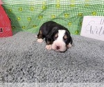 Small Photo #9 Bernese Mountain Dog Puppy For Sale in BLACK FOREST, CO, USA
