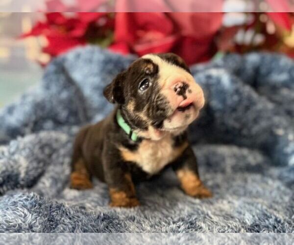 Medium Photo #7 English Bulldog Puppy For Sale in OOLOGAH, OK, USA