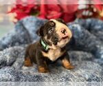Small #6 English Bulldog