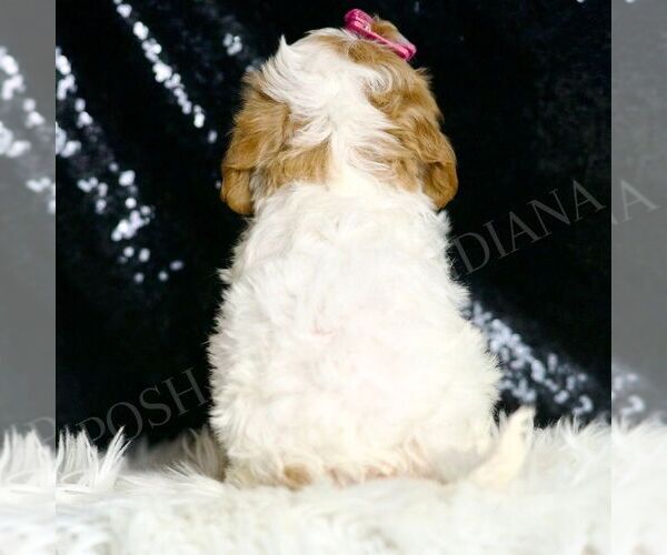 Medium Photo #5 Cavapoo Puppy For Sale in WARSAW, IN, USA