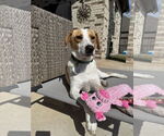 Small #3 American Foxhound Mix