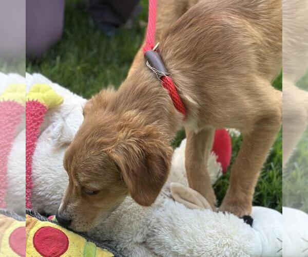 Medium Photo #4 Labrador Retriever-Unknown Mix Puppy For Sale in Yardley, PA, USA