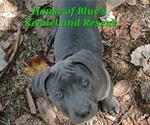 Small #9 American Pit Bull Terrier