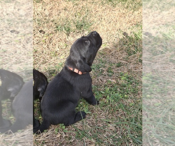 Medium Photo #6 Labrador Retriever Puppy For Sale in CLIFTON, KS, USA