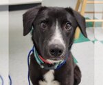 Small #5 Border Collie Mix