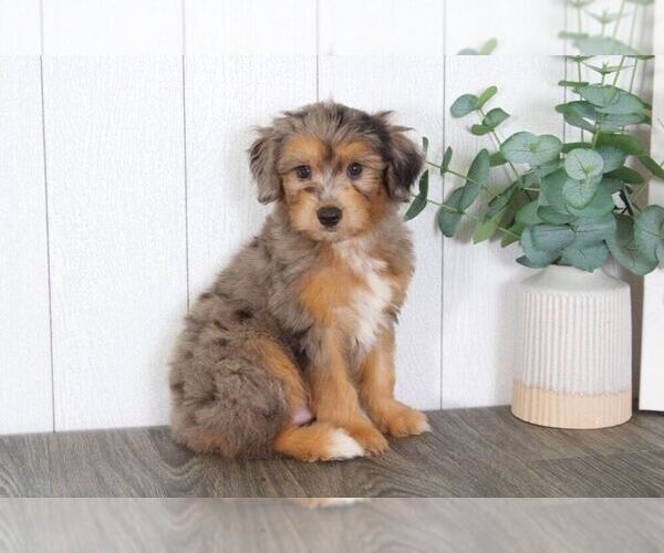 Medium Photo #1 Aussie-Poo Puppy For Sale in BEL AIR, MD, USA