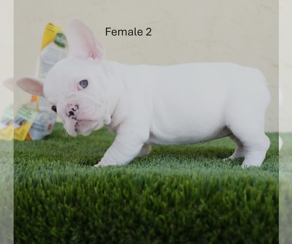 Medium Photo #8 French Bulldog Puppy For Sale in EL CAJON, CA, USA
