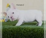 Small #7 French Bulldog