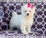Small Photo #3 Maltipoo Puppy For Sale in LAKELAND, FL, USA