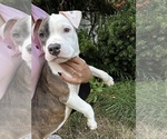 Small #11 American Pit Bull Terrier