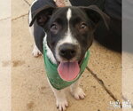 Small #4 Labrador Retriever Mix
