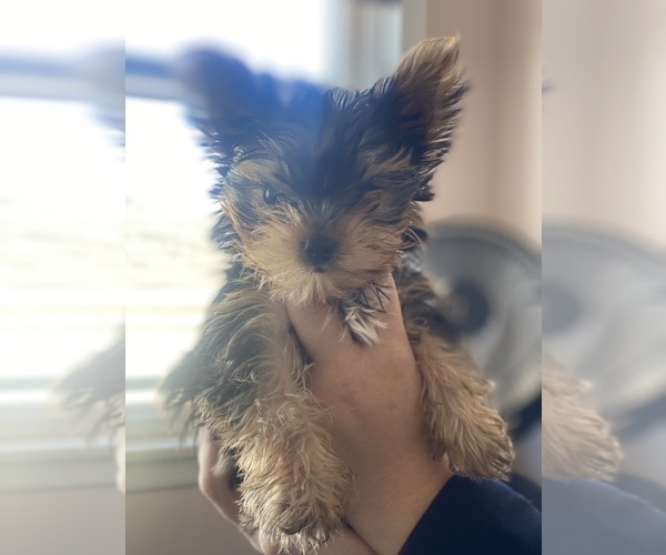 Medium Photo #6 Yorkshire Terrier Puppy For Sale in OAK LAWN, IL, USA