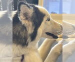Small #6 Siberian Husky