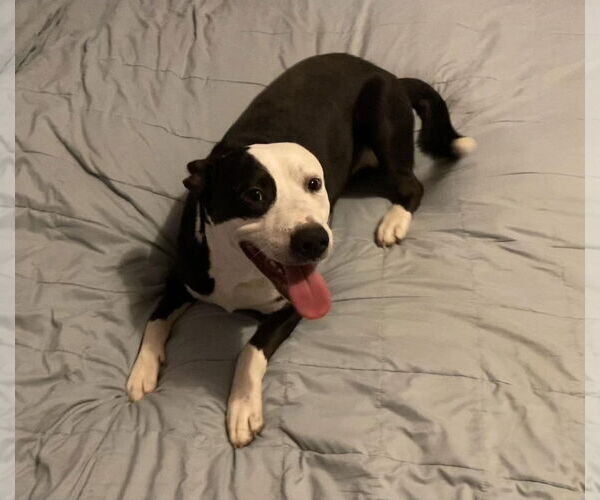 Medium Photo #1 American Pit Bull Terrier-Unknown Mix Puppy For Sale in Germantown, OH, USA