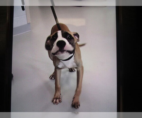 Medium Photo #1 American Staffordshire Terrier Puppy For Sale in Ocala, FL, USA