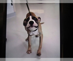 American Staffordshire Terrier Dogs for adoption in Ocala, FL, USA