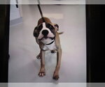 Small American Staffordshire Terrier