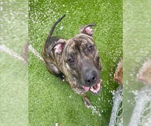 American Bulldog-Unknown Mix Dogs for adoption in Toronto, Ontario, Canada