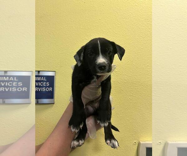 Medium Photo #1 Labrador Retriever-Unknown Mix Puppy For Sale in Rockwall, TX, USA