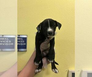 Labrador Retriever-Unknown Mix Dogs for adoption in Rockwall, TX, USA