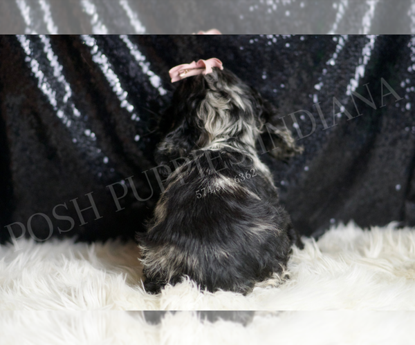 Medium Photo #5 Cocker Spaniel Puppy For Sale in WARSAW, IN, USA