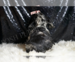 Small #4 Cocker Spaniel