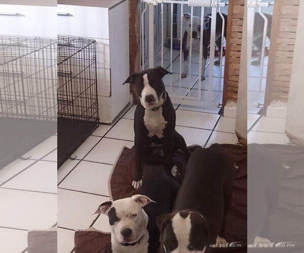 Medium Photo #4 Siberian Husky-Unknown Mix Puppy For Sale in Miami, FL, USA