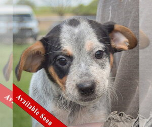 Pug-Unknown Mix Dogs for adoption in Huntley, IL, USA