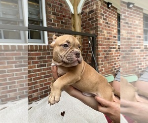 American Bully Puppy for sale in CLEVELAND, NC, USA