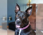 Small #4 American Pit Bull Terrier-Labrador Retriever Mix