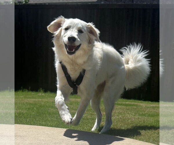 Medium Photo #2 Great Pyrenees Puppy For Sale in Dallas, TX, USA