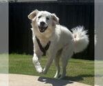 Small #1 Great Pyrenees