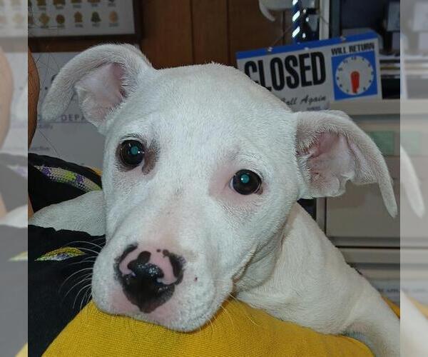 Medium Photo #1 Mutt Puppy For Sale in Lodi, CA, USA