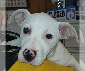 Mutt Dogs for adoption in Lodi, CA, USA