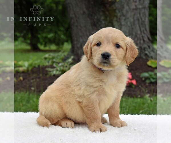 Medium Photo #5 Golden Retriever Puppy For Sale in NEWPORT, PA, USA