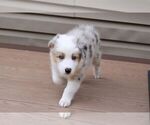 Small Photo #3 Australian Shepherd Puppy For Sale in HANOVER, MD, USA