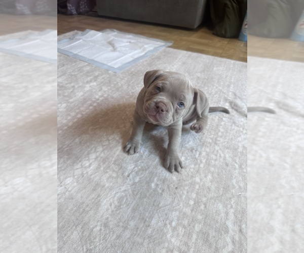 Medium Photo #2 American Bully Puppy For Sale in BOLINGBROOK, IL, USA
