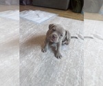 Small Photo #22 American Bully Puppy For Sale in BOLINGBROOK, IL, USA