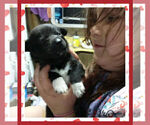 Small Photo #17 Pembroke Welsh Corgi Puppy For Sale in LOGAN, NM, USA