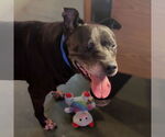 Small #4 American Pit Bull Terrier Mix